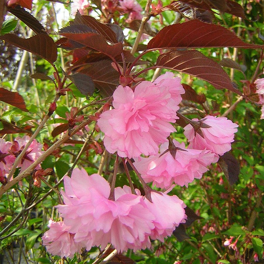 Prunus serrulata 'Royal Burgundy' Bordó levelű díszcseresznye